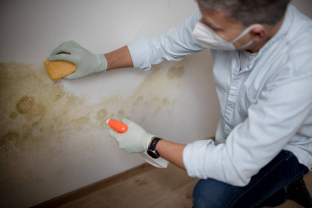 Best Attic Mold Removal  in Country Knolls, NY